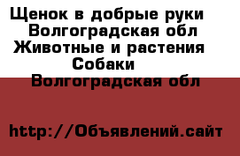 Щенок в добрые руки  - Волгоградская обл. Животные и растения » Собаки   . Волгоградская обл.